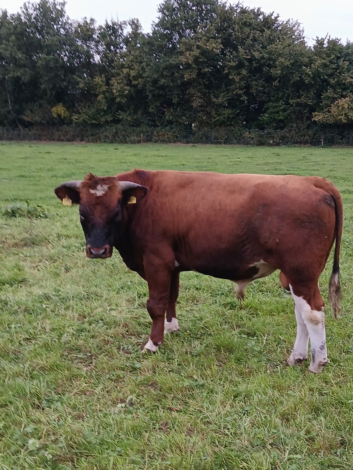 rundvee brandrood, Meerdere dieren, 0 tot 2 jaar