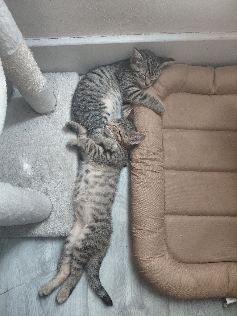5 Lieve kittens zoeken een gouden mandje, Meerdere dieren, Ontwormd, 0 tot 2 jaar