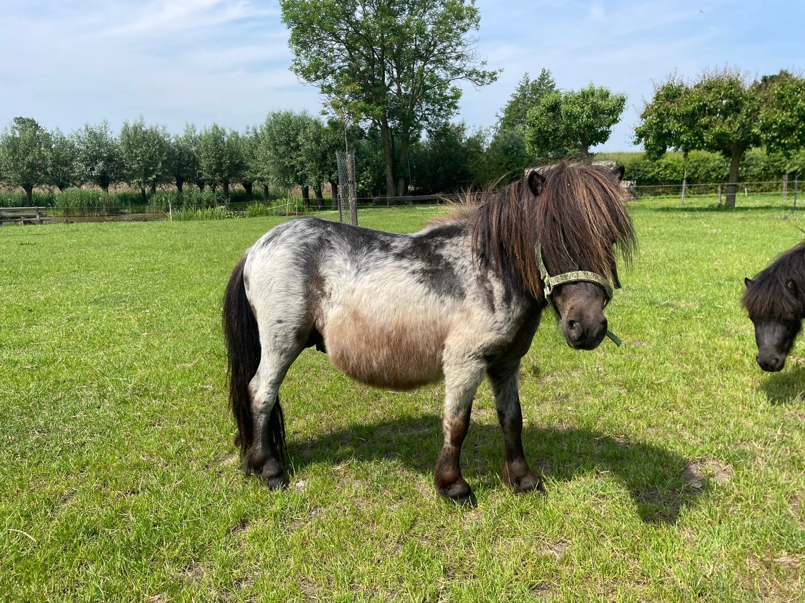 Staat ter dekking buckskin hengst, Dieren en Toebehoren, Hengst