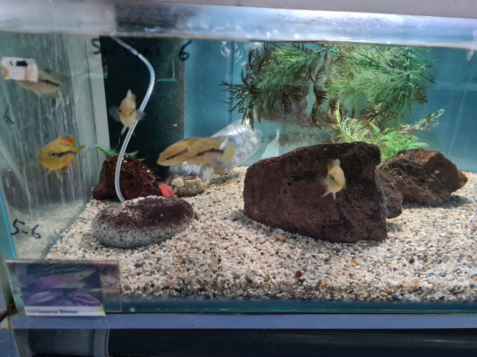 Cichlasoma Salvini Cichliden, Dieren en Toebehoren, Vissen | Aquariumvissen, Vis, Zoetwatervis