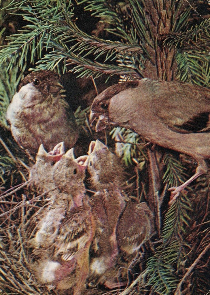 Goudvink voert zijn jongen 119, Verzamelen, Verzenden, 1980 tot heden, Ongelopen, Vogel
