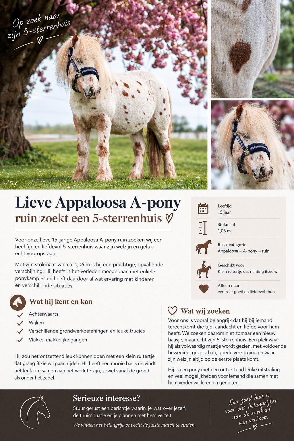 Appoloosa A pony