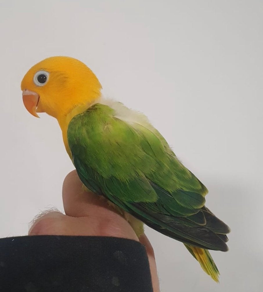 Yellowface opaline fischeri, Dieren en Toebehoren, Vogels | Parkieten en Papegaaien, Geslacht onbekend, Dwergpapegaai of Agapornis