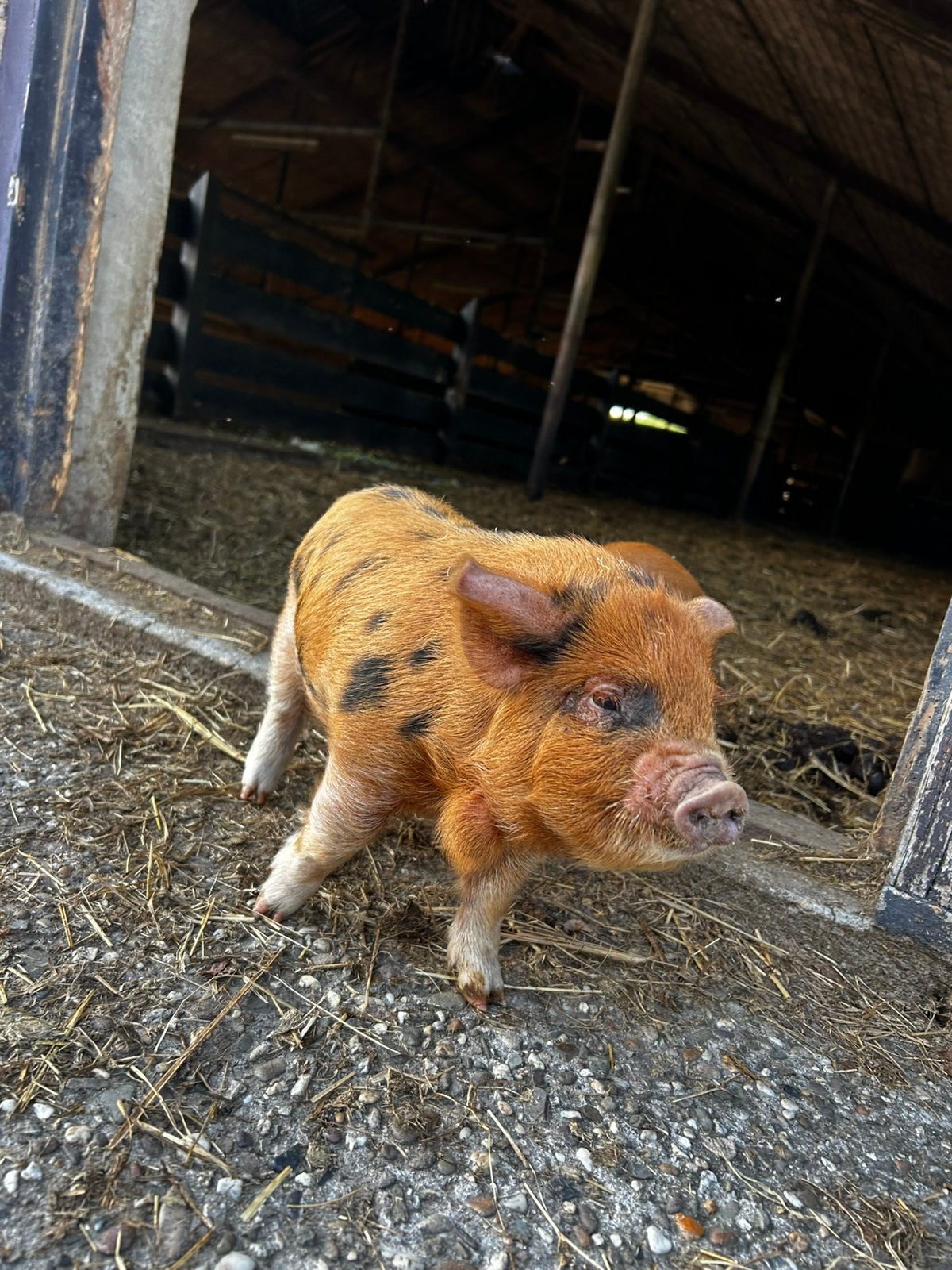 2 kune kune biggen, Dieren en Toebehoren, Meerdere dieren, Varken, 0 tot 2 jaar