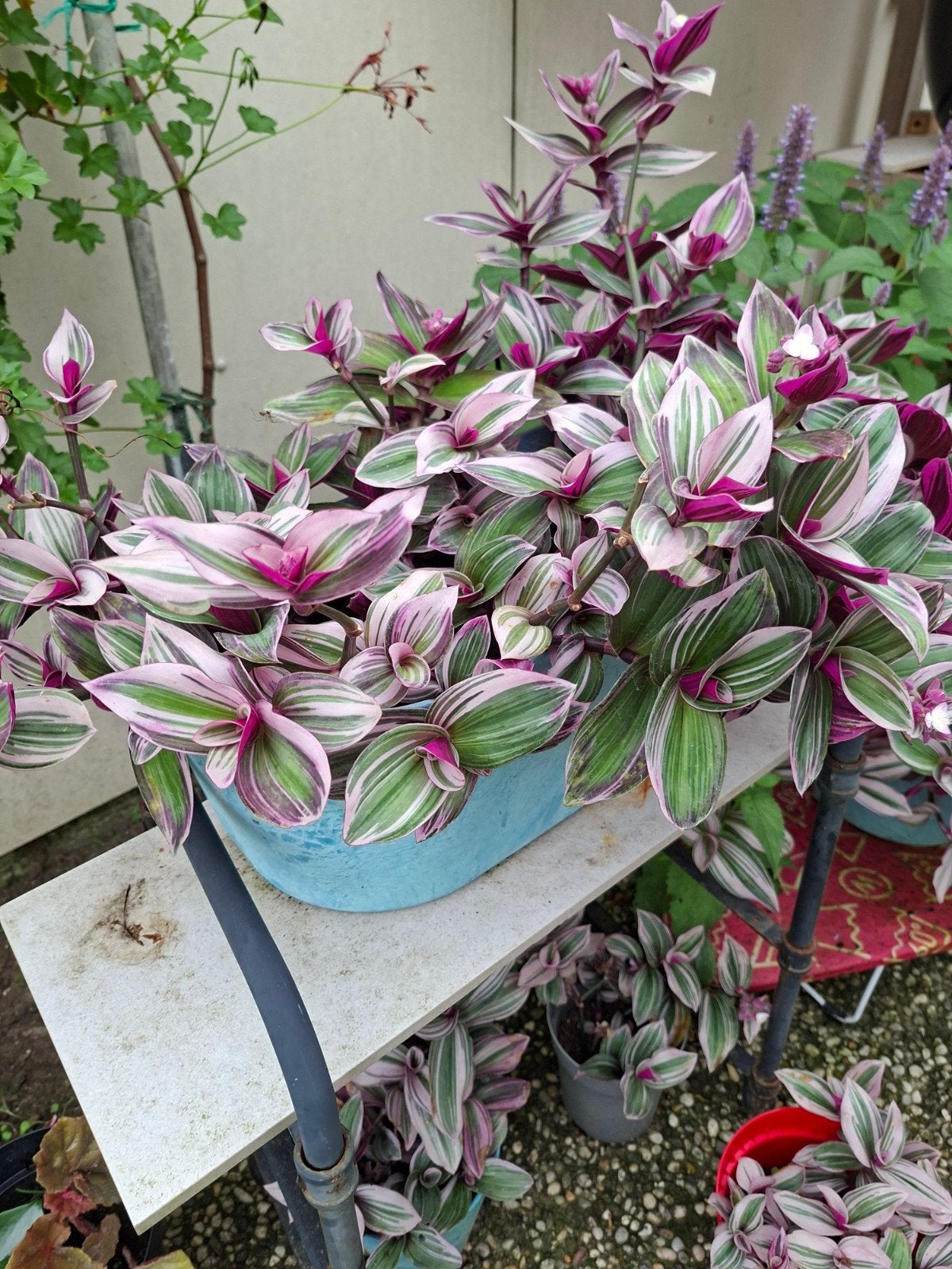 Tradescantia 'Tricolor' - Sierlijke hangplant, Tuin en Terras, Ophalen