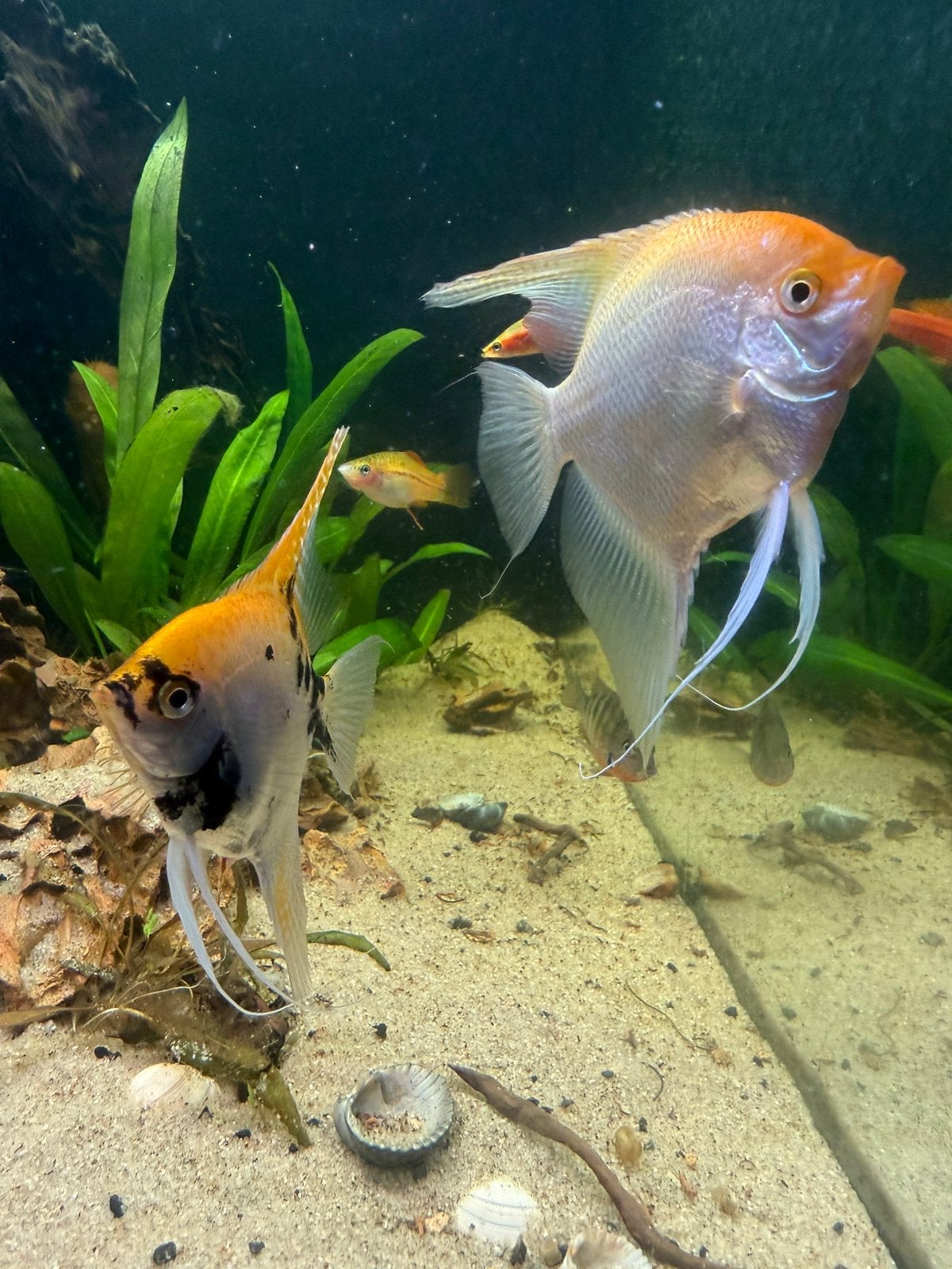 Koppel maanvissen (Pterophyllum scalare) – 12-15 cm, Dieren en Toebehoren, Vis, Zoetwatervis