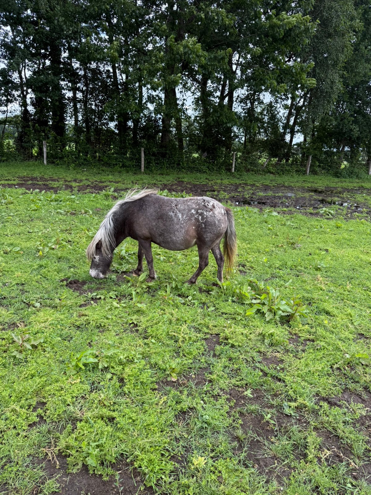 Te koop diverse Ponny s drachtig en met veulen en dekhengst, Dieren en Toebehoren, Merrie, A pony (tot 1.17m), 0 tot 2 jaar
