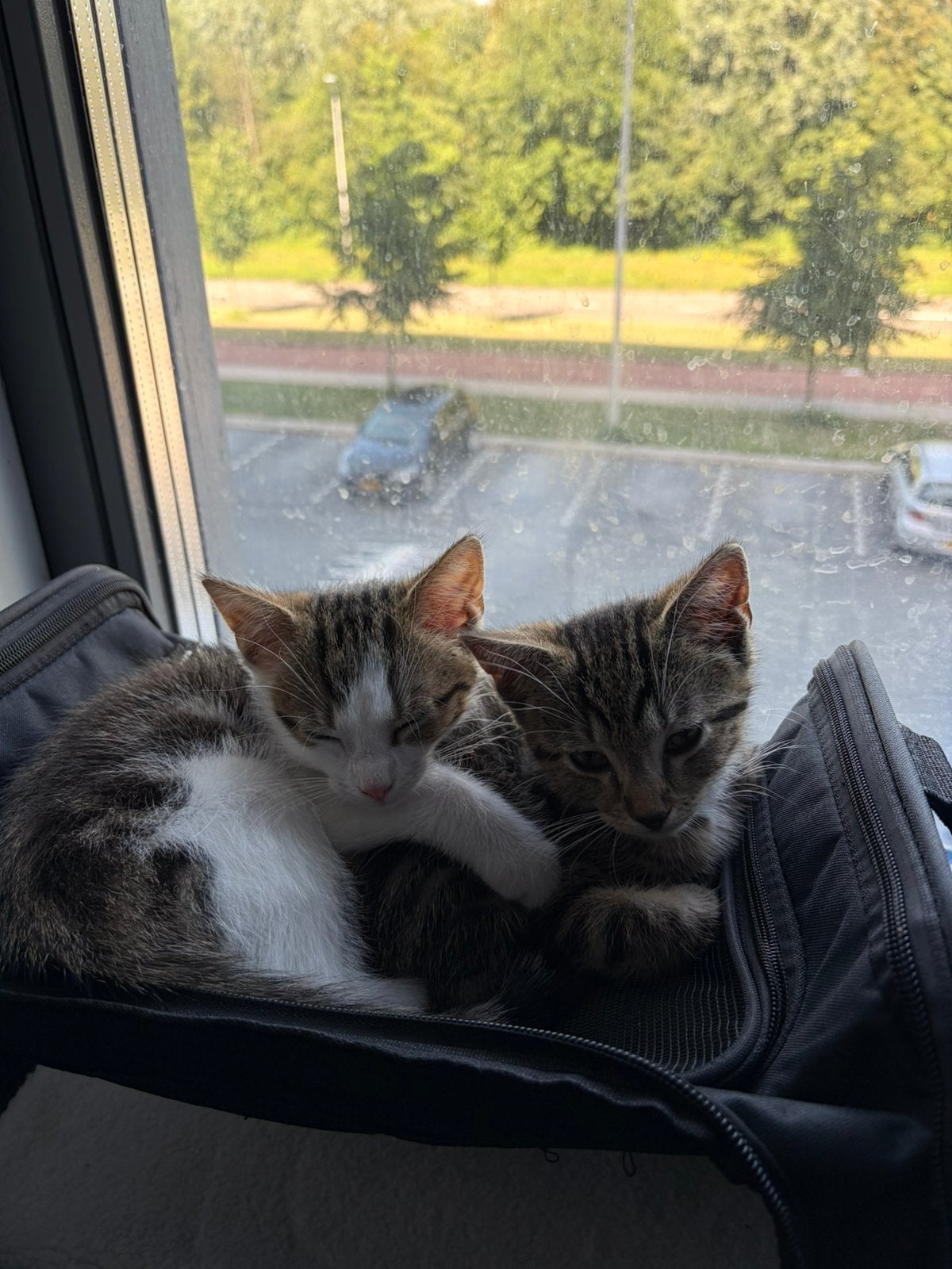 Kitten, Kater, 0 tot 2 jaar