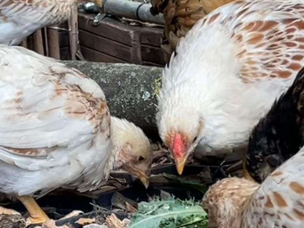 2 wyandotte kriel kippen, Dieren en Toebehoren, Pluimvee, Meerdere dieren, Kip