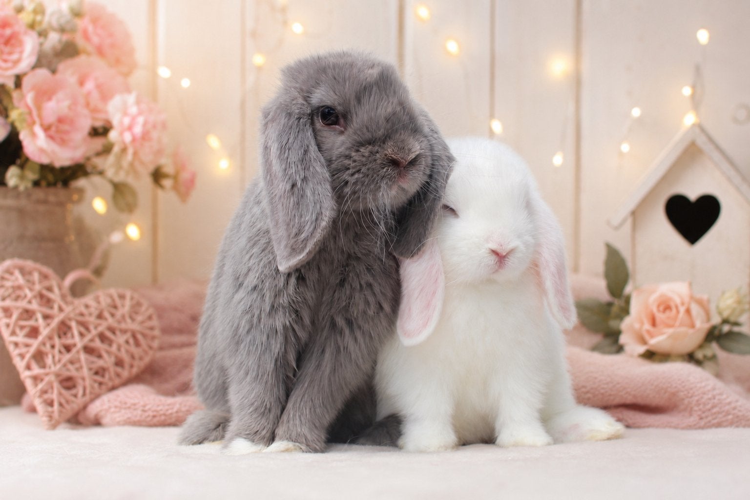 Super schattig minilop koppeltje, Meerdere dieren