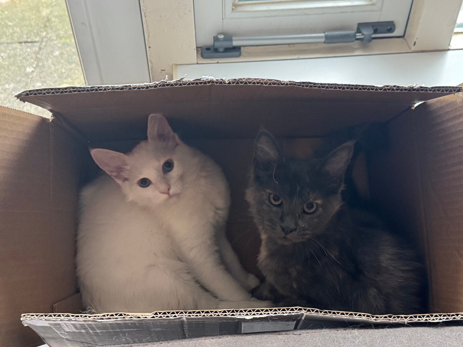 Mooie Maine Coon kittens te koop, nog 2 poesjes beschikbaar, Dieren en Toebehoren, Meerdere dieren, Gechipt, 0 tot 2 jaar