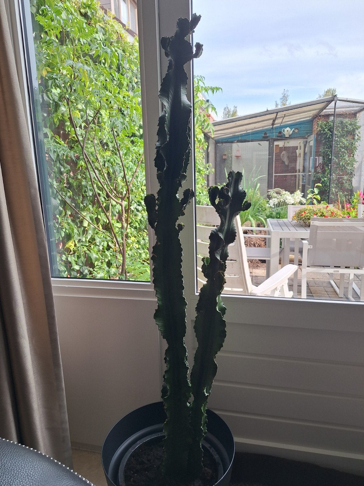 Grote en gezonde Cactus in pot 155 cm, Ophalen, 150 tot 200 cm, In pot, Cactus