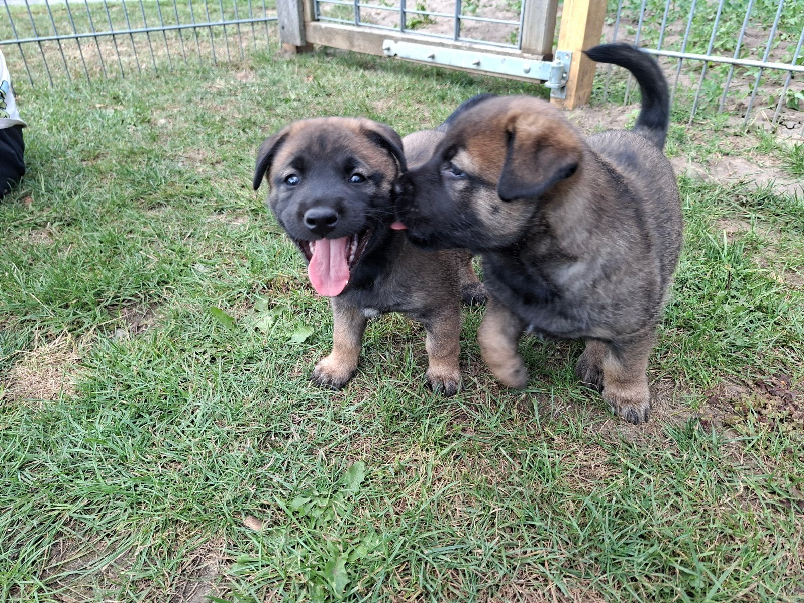 Nest pups Labrador x Mech. herder, nog 1 teefje beschikbaar, 8 tot 15 weken, Meerdere, Meerdere dieren, Middel