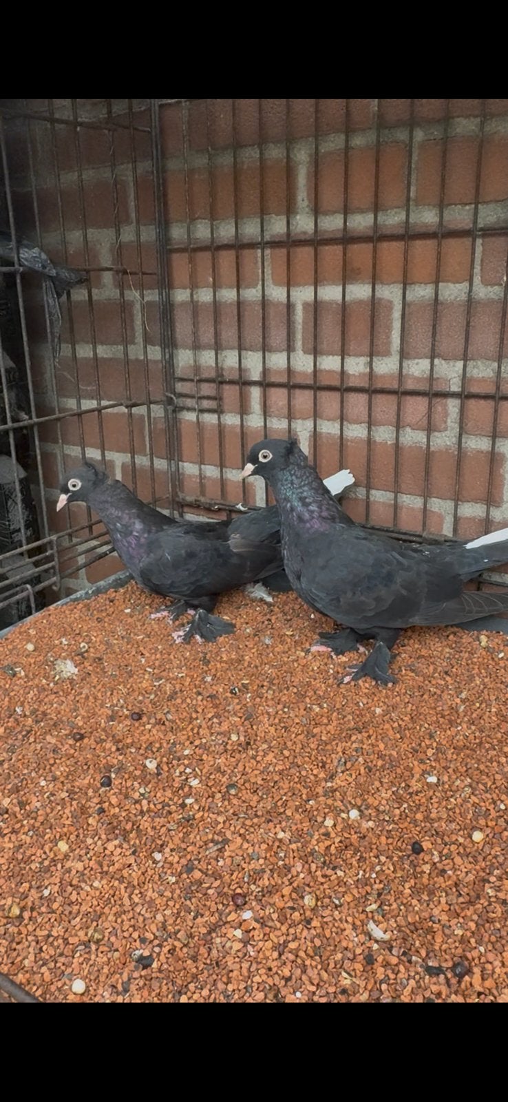 Takla duiven, Dieren en Toebehoren, Vogels | Duiven, Meerdere dieren, Postduif