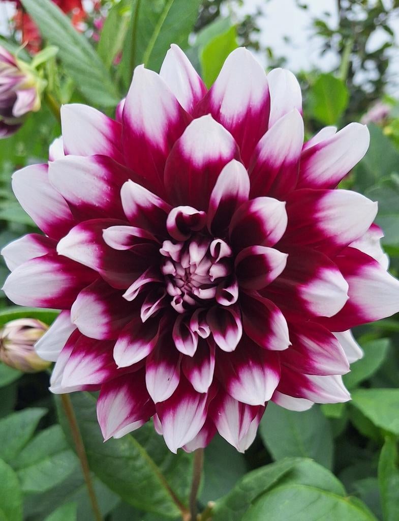 Hele mooie dahlia Vanaf €0,50,-, Ophalen, Volle zon, Knol