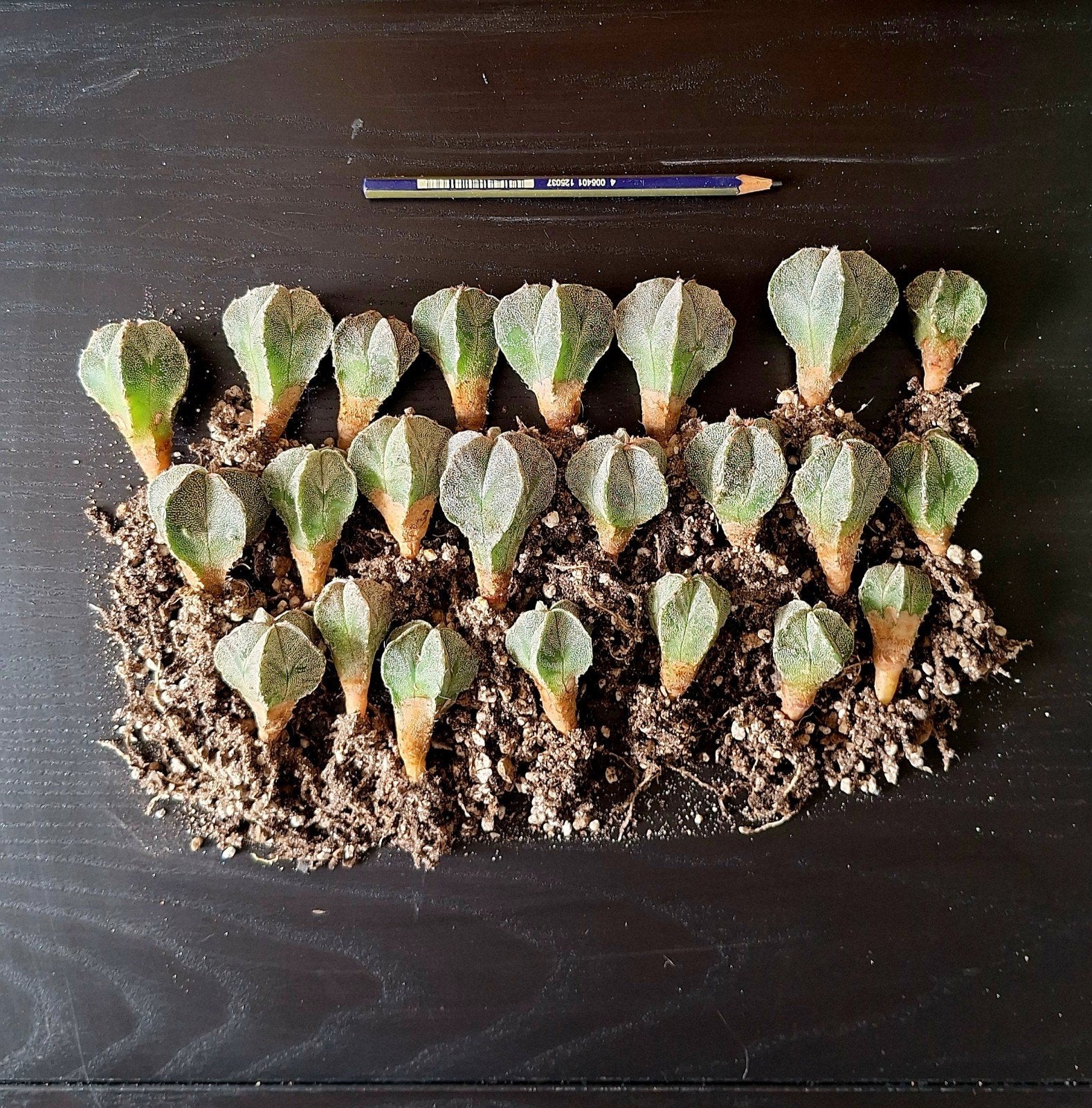 Astrophytum myriostigma - Stercactus 2 jaar oude zaailingen, Ophalen, Cactus, Minder dan 100 cm, Bloeiende kamerplant