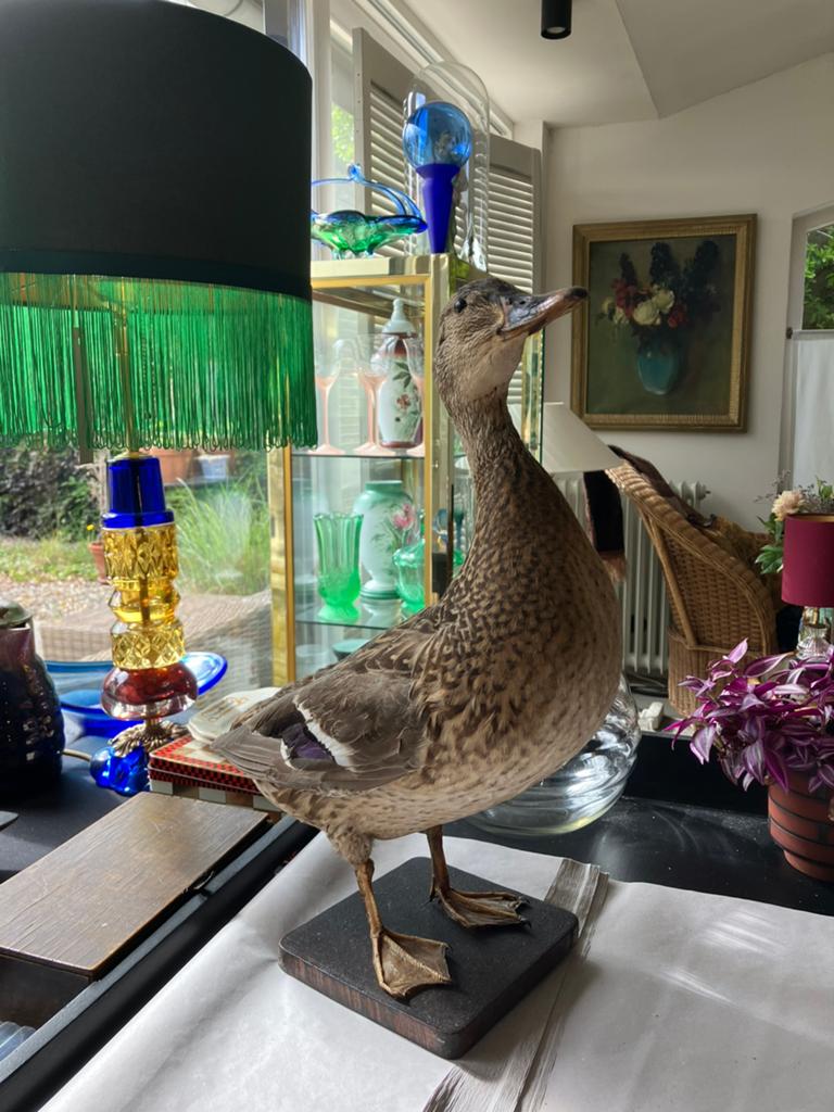 Diverse taxidermie, Ophalen