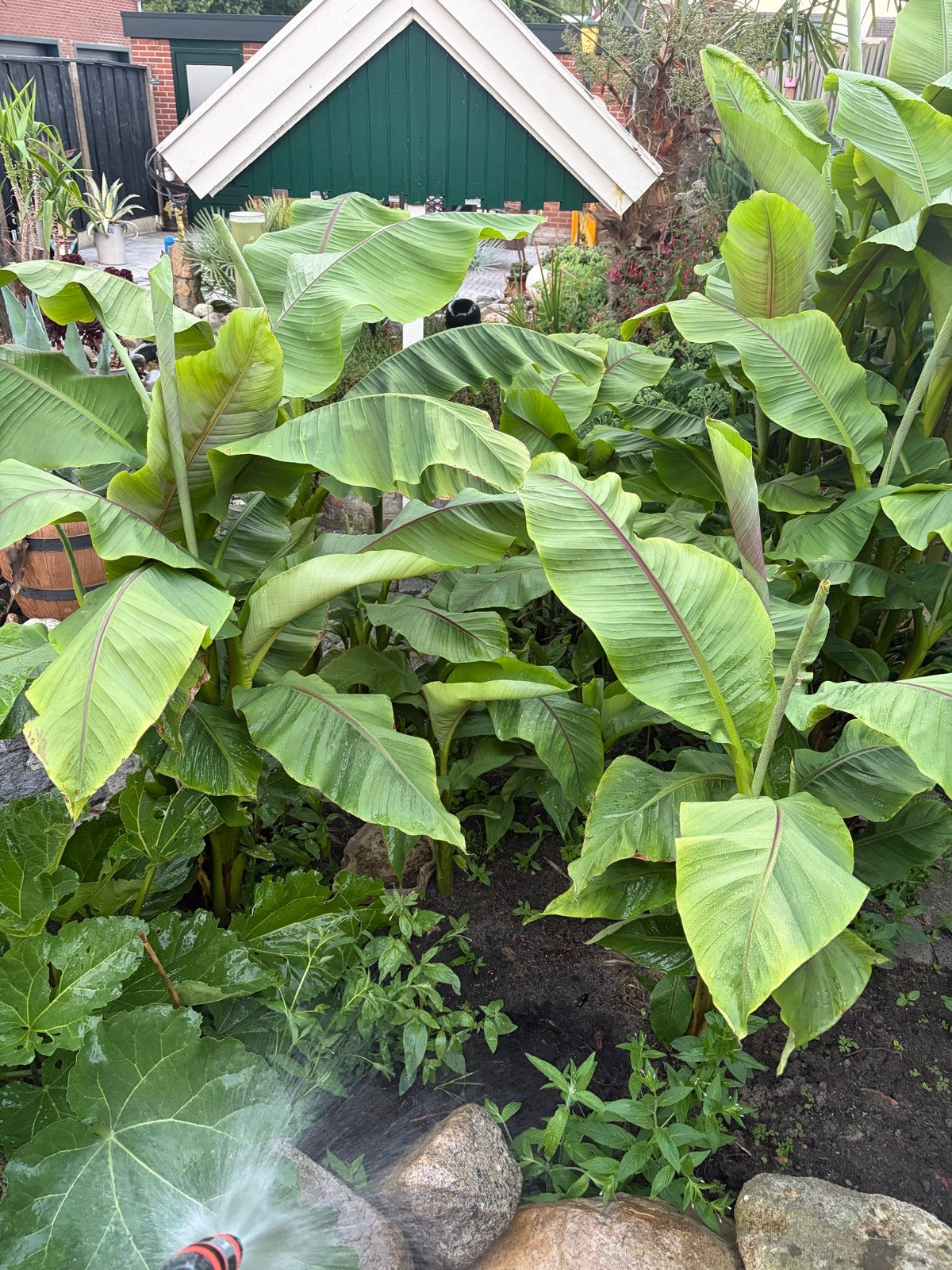Prachtige Bananenplant - Musa Basjoo - Winterhard, Tuin en Terras, Volle zon, Vaste plant, Bloeit niet, Ophalen