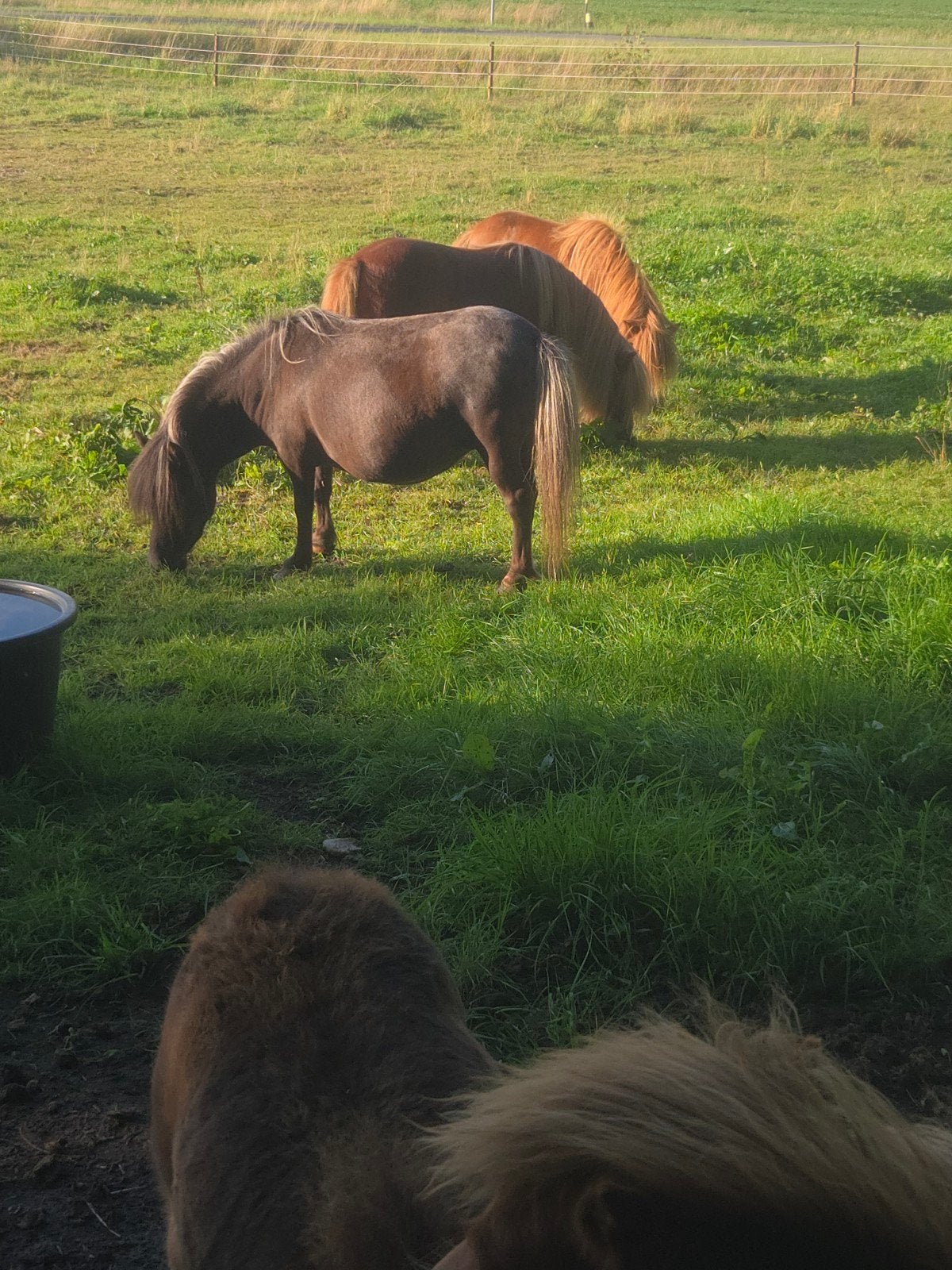 lieve 4 jarige merrie, Dieren en Toebehoren, Merrie, A pony (tot 1.17m), 3 tot 6 jaar, Gechipt