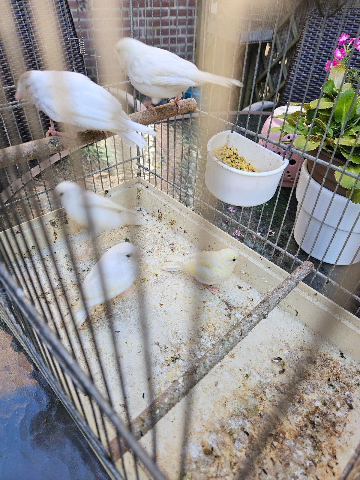 te koop een koppel heel mooi wite kanari met drie jonge, Dieren en Toebehoren, Vogels | Kanaries, Meerdere dieren