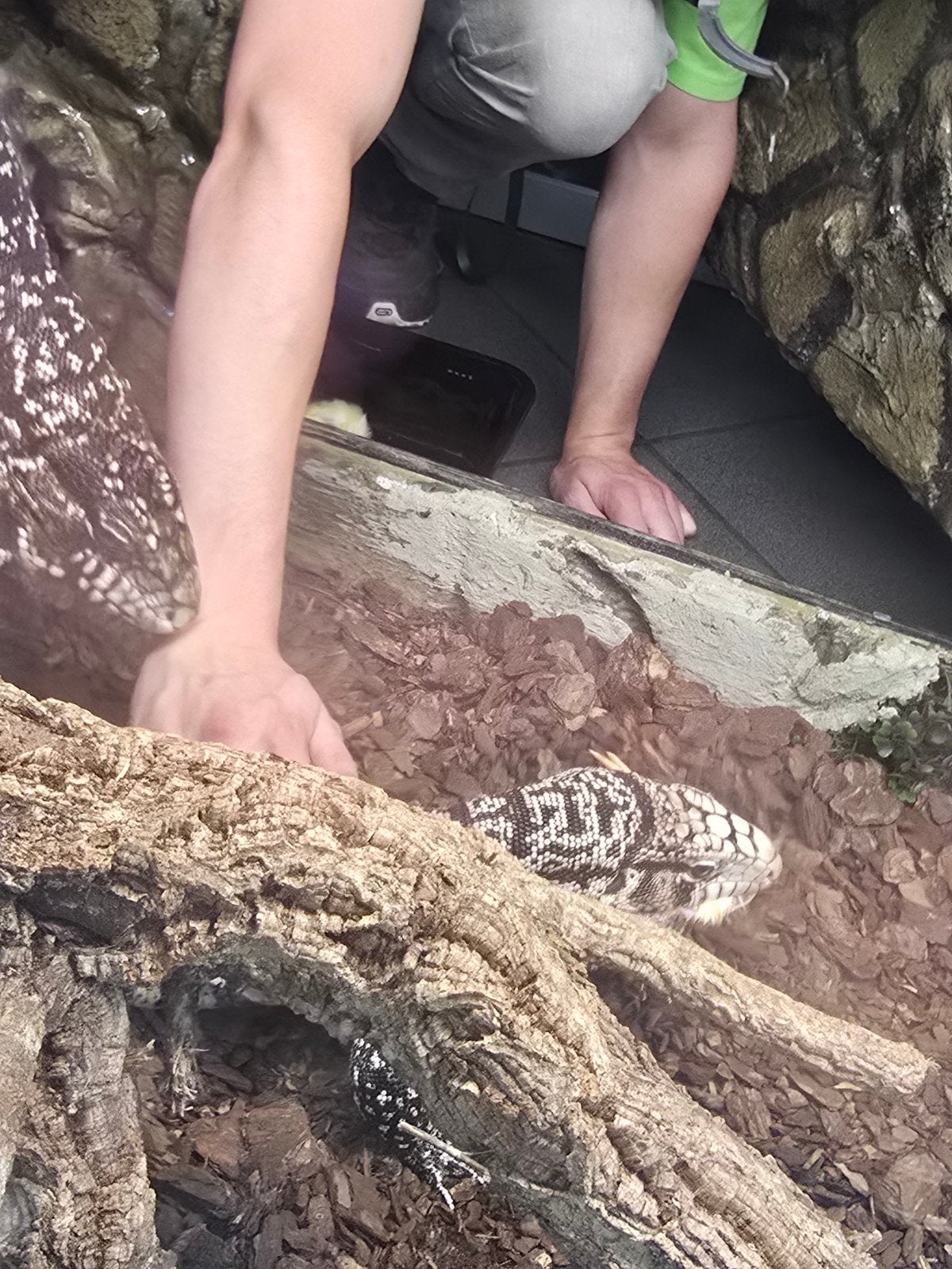 Argentijnse teju (Salvator merianae) – 1.0 man – 3 jaar

Moo Tegu photo 5