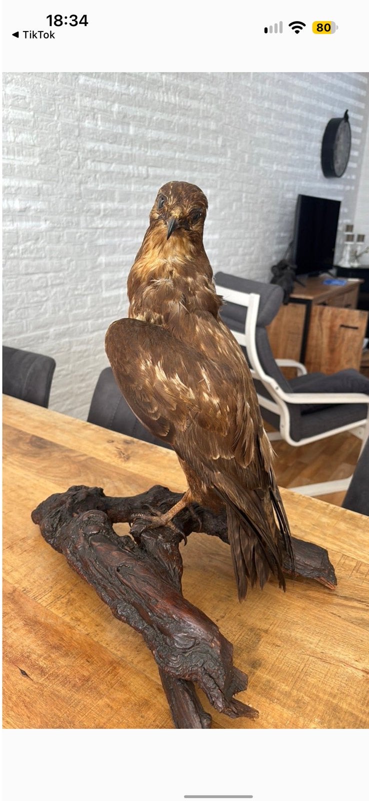 Mooie opgezette buizerd, Verzamelen, Ophalen, Zo goed als nieuw
