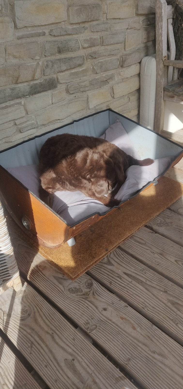 gratis hondenmand olievat, Dieren en Toebehoren, Ophalen