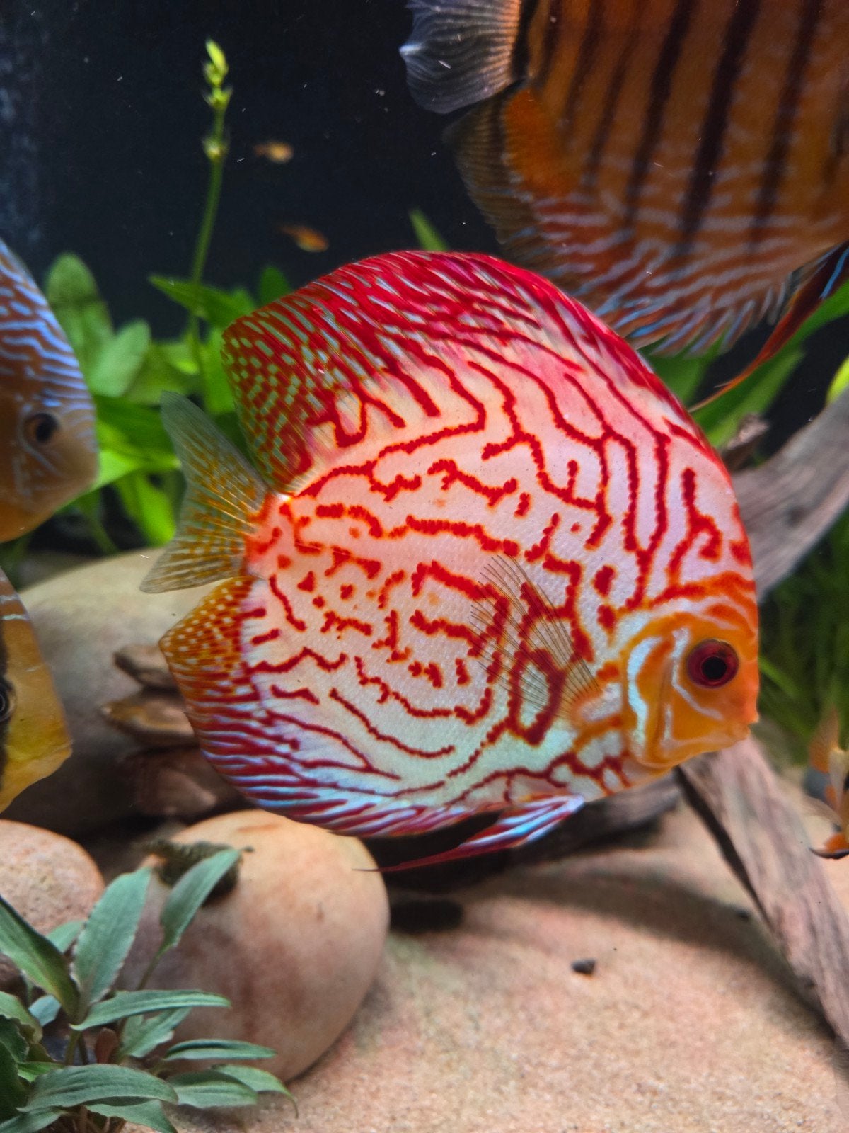 groote discus 17/18cm, Vis
