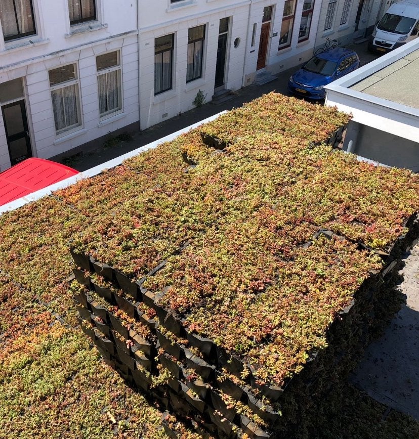 Sedum groendak cassettes voor eenvoudig zelf te plaatsen, Tuin en Terras, Ophalen of Verzenden, Overige soorten, Volle zon
