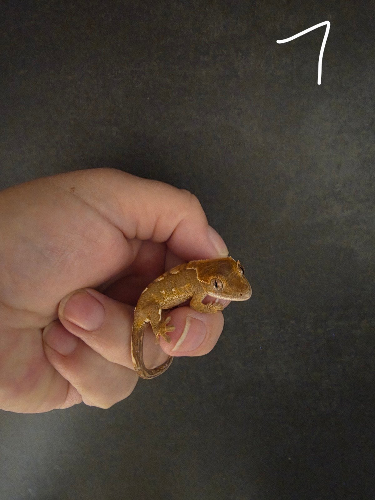 baby wimper gecko's, Dieren en Toebehoren, Hagedis, 0 tot 2 jaar