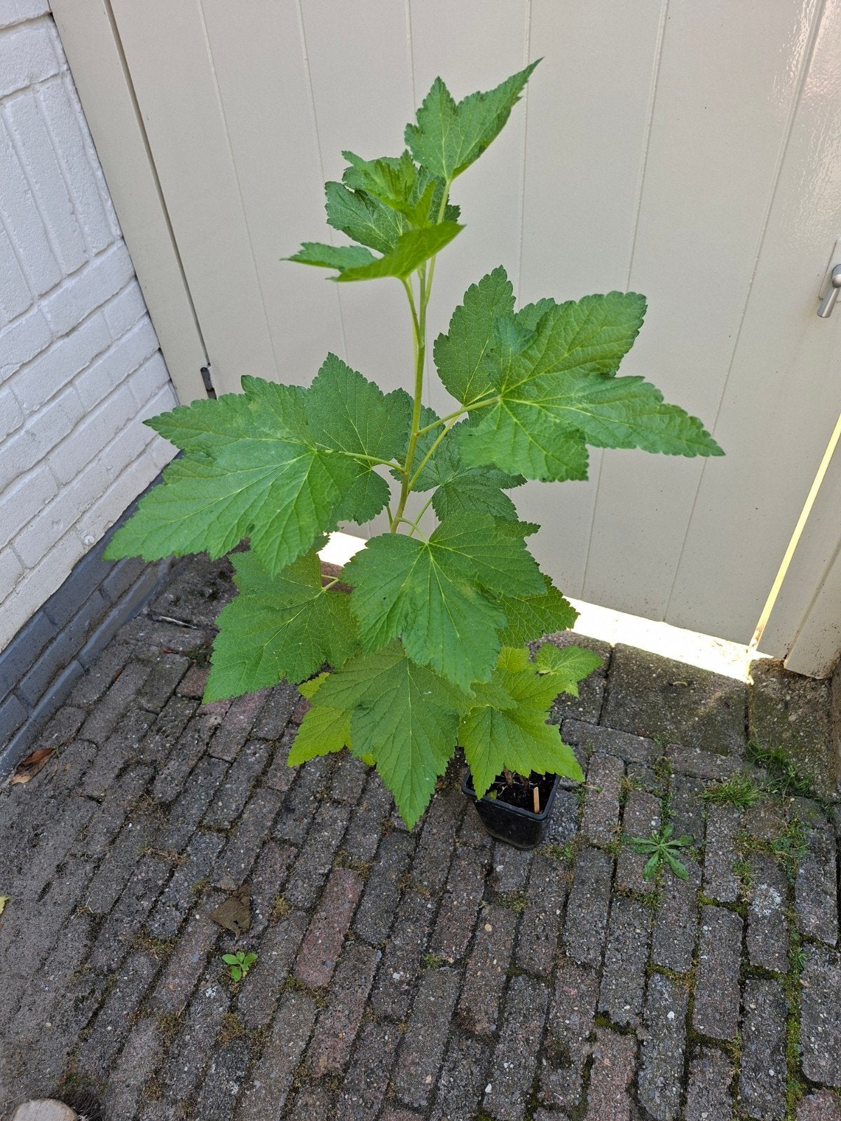 Zwarte bes struik, Ophalen, Minder dan 100 cm, Overige soorten, Lente