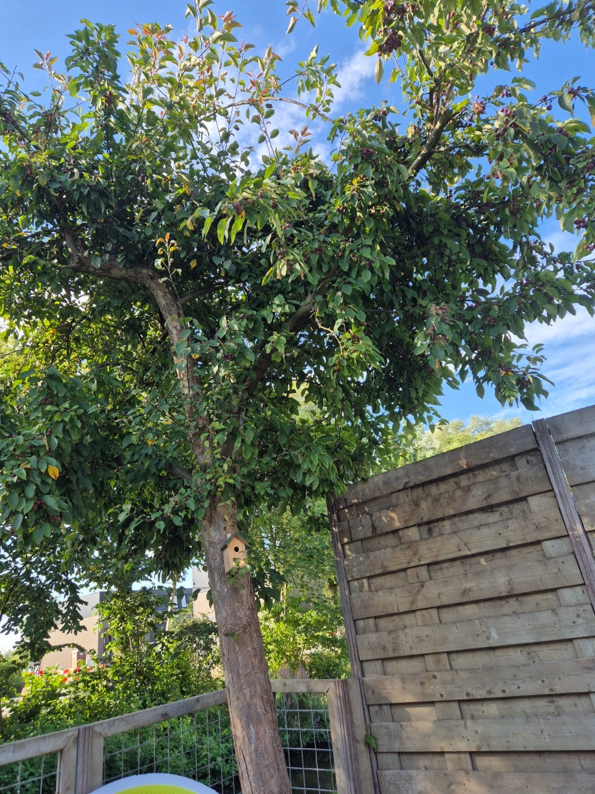 Verwijderen boom