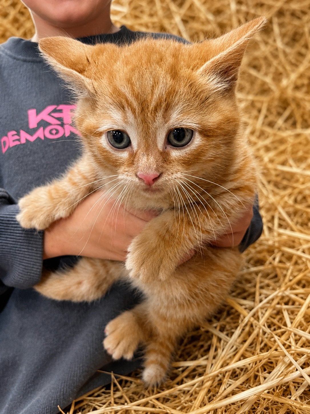 Boerderij kittens, Dieren en Toebehoren, Katten en Kittens | Overige Katten, Meerdere dieren