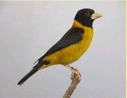GEZOCHT AFFINI APPEL VINKEN. (cocothraustes affinis), Dieren en Toebehoren, Vogels | Overige Vogels, Meerdere dieren, Tropenvogel