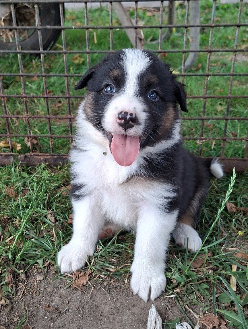 Australian shepherd kruising bordercollie pups te koop, Dieren en Toebehoren, Honden | Herdershonden en Veedrijvers, 8 tot 15 weken