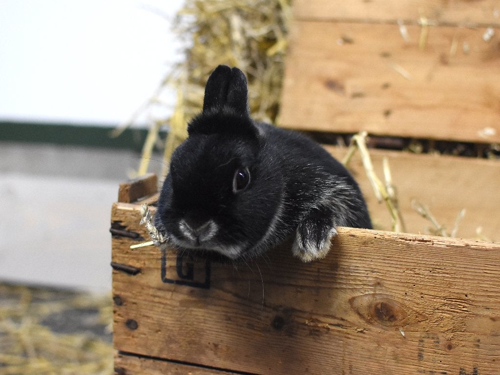 Zilvervos konijn | Jonge konijnen | Kleine dieren, Dieren en Toebehoren, Meerdere dieren, Dwerg, 0 tot 2 jaar