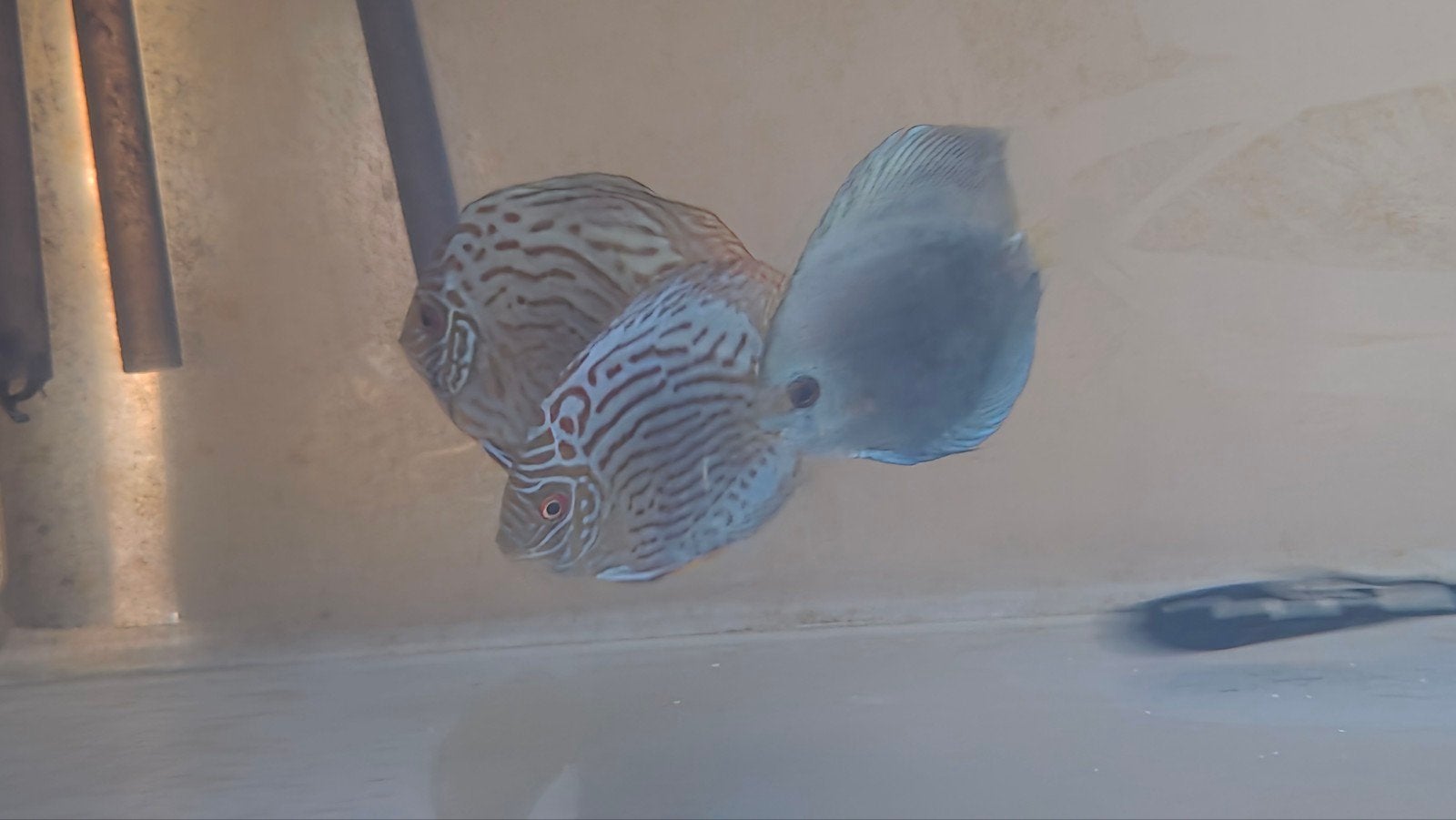 Aziatische discusvis 35,- per stuk, Dieren en Toebehoren, Vissen | Aquariumvissen, Vis, Zoetwatervis, Schoolvis