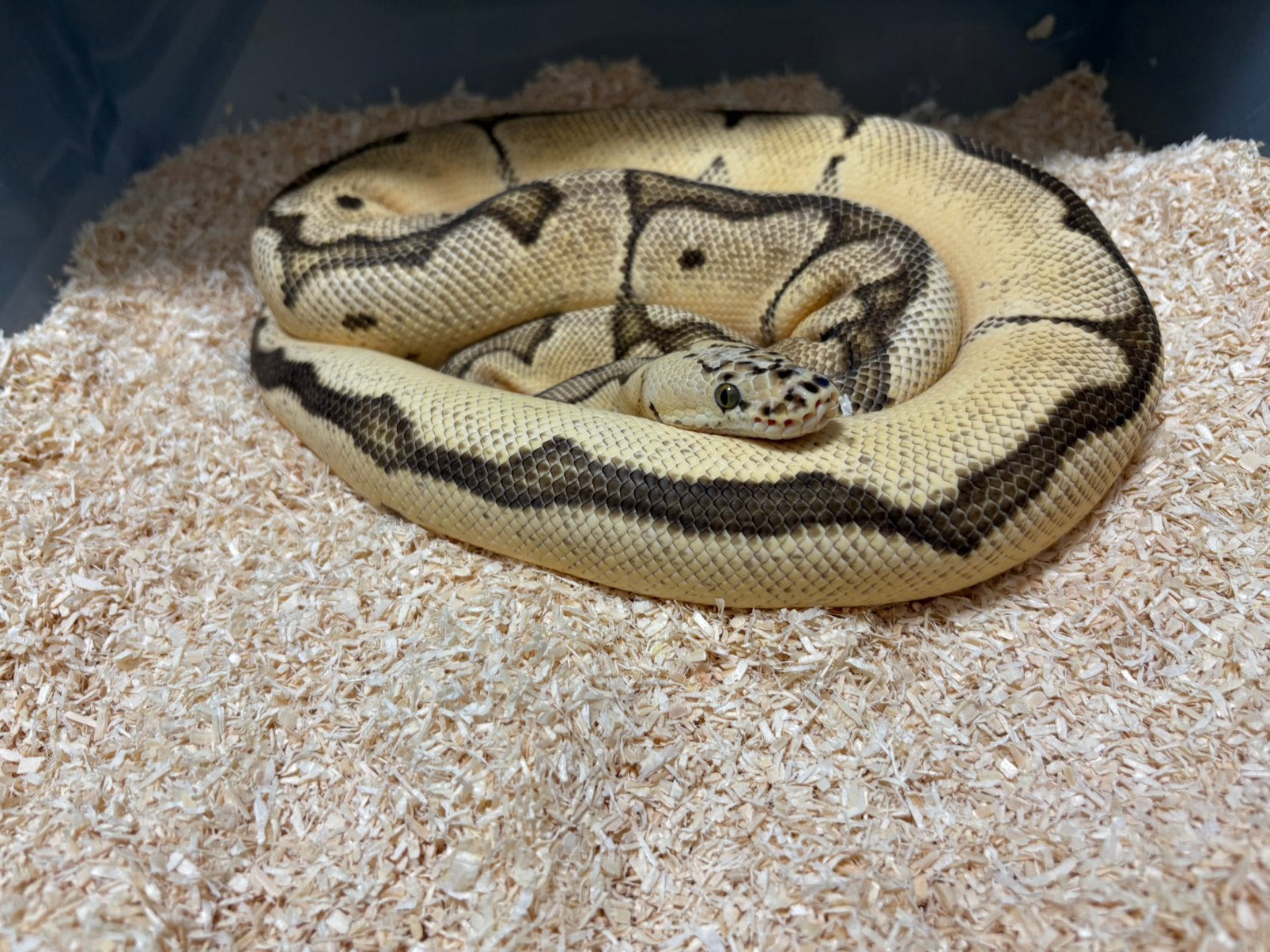 Mooi kweek koppel clown ball python regius te koop Ball Python - male for sale from RPM