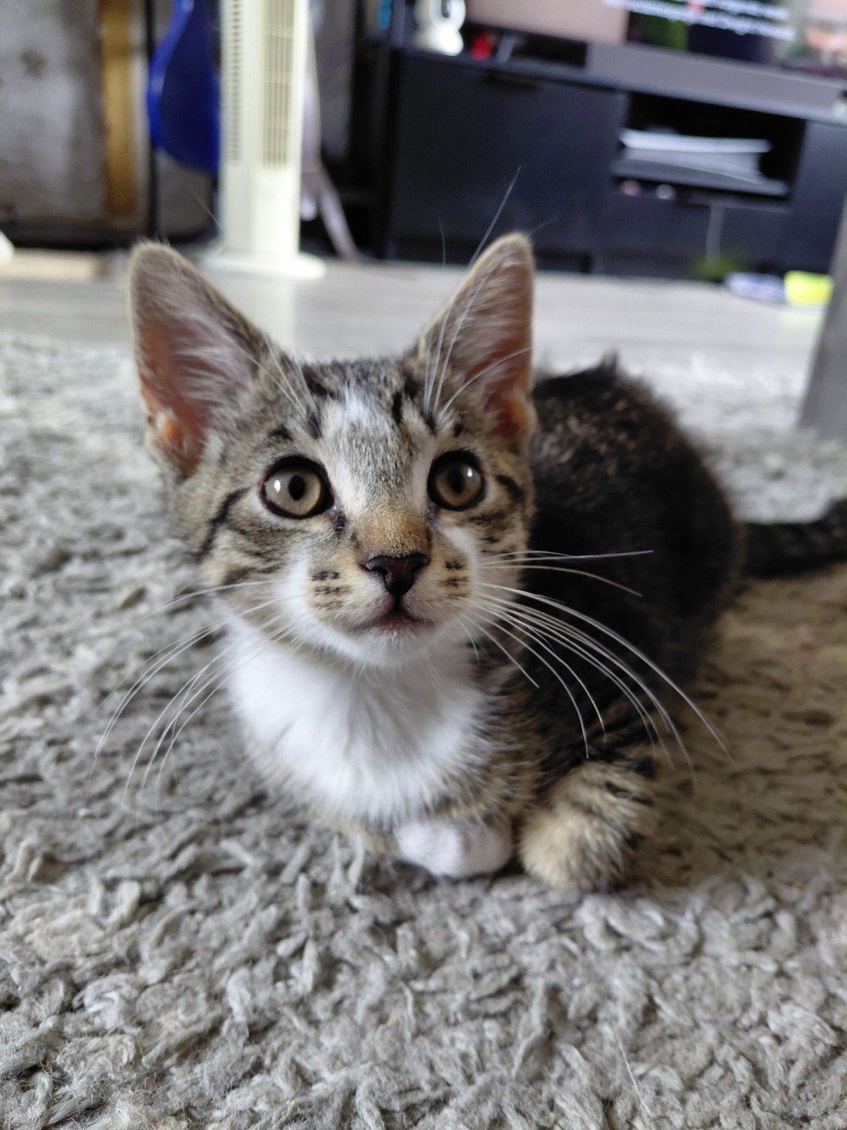 Lieve kittens zoeken een gouden mandje, Kater