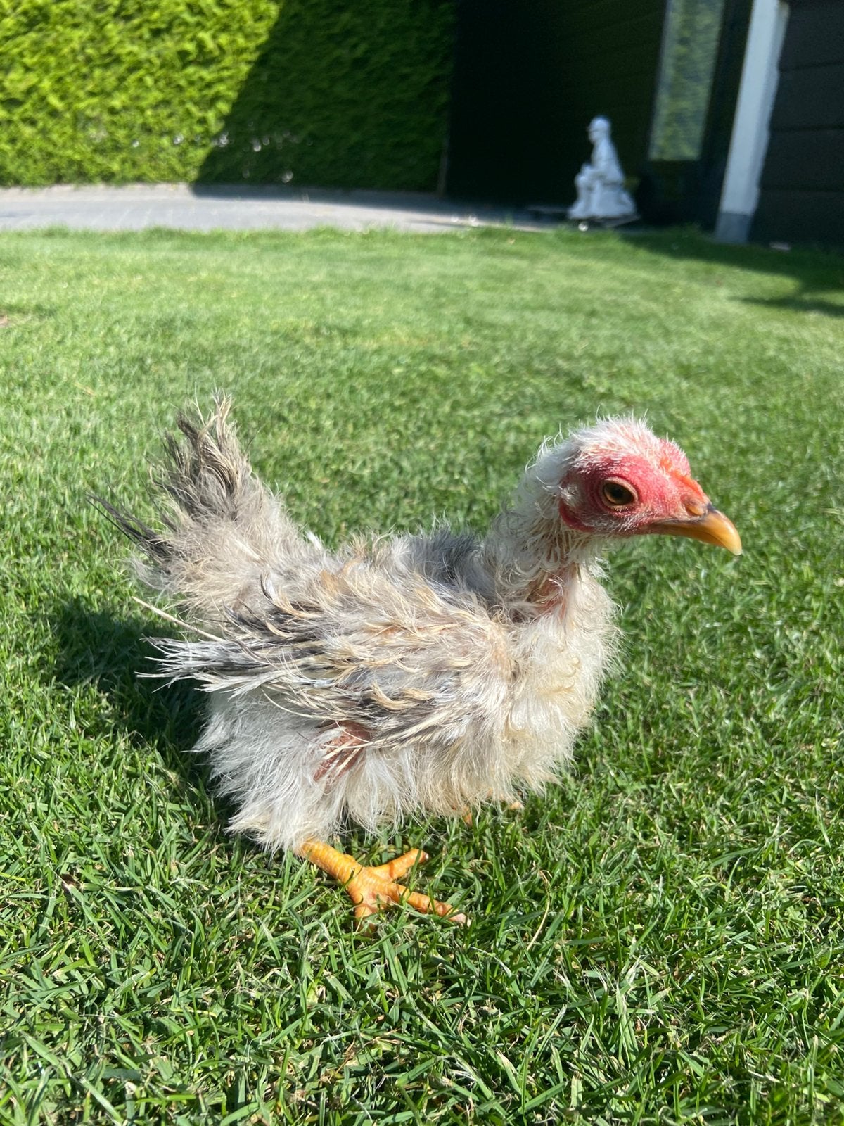 Jonge serama hen 16 weken oud 205 gram!, Dieren en Toebehoren, Vrouwelijk, Kip