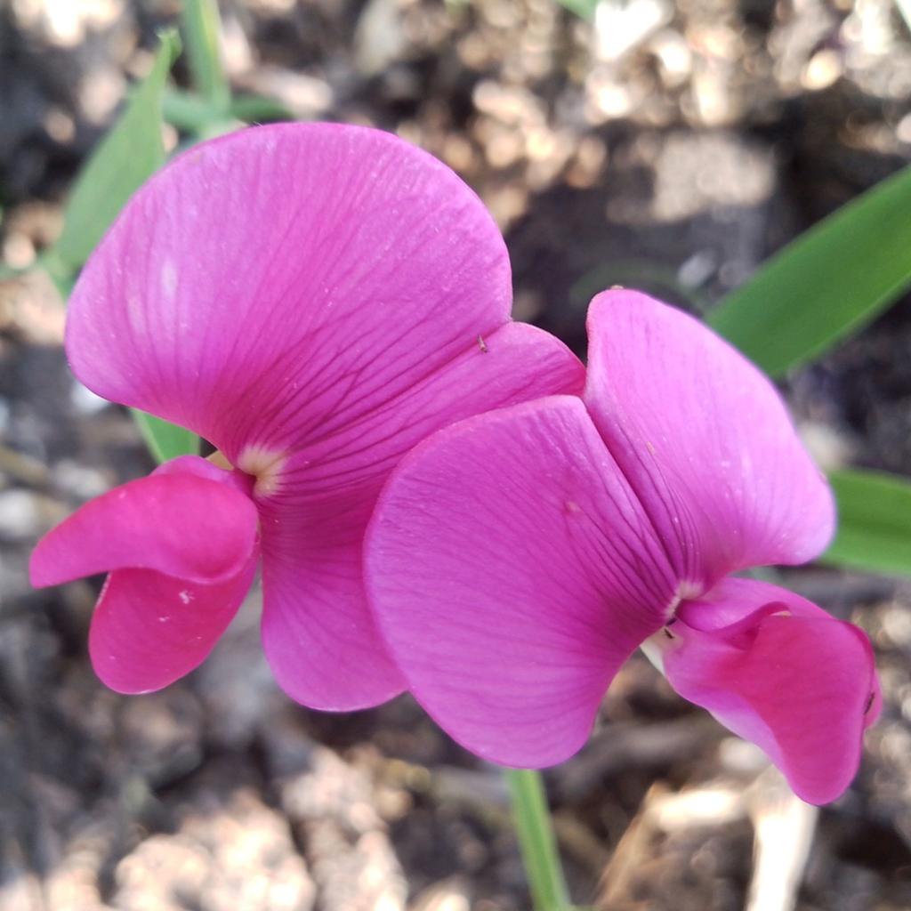 Vaste Lathyrus, klimplant, GROTE POT, bio, Tuin en Terras, Planten | Tuinplanten, Ophalen, Volle zon, Vaste plant, Klimplanten