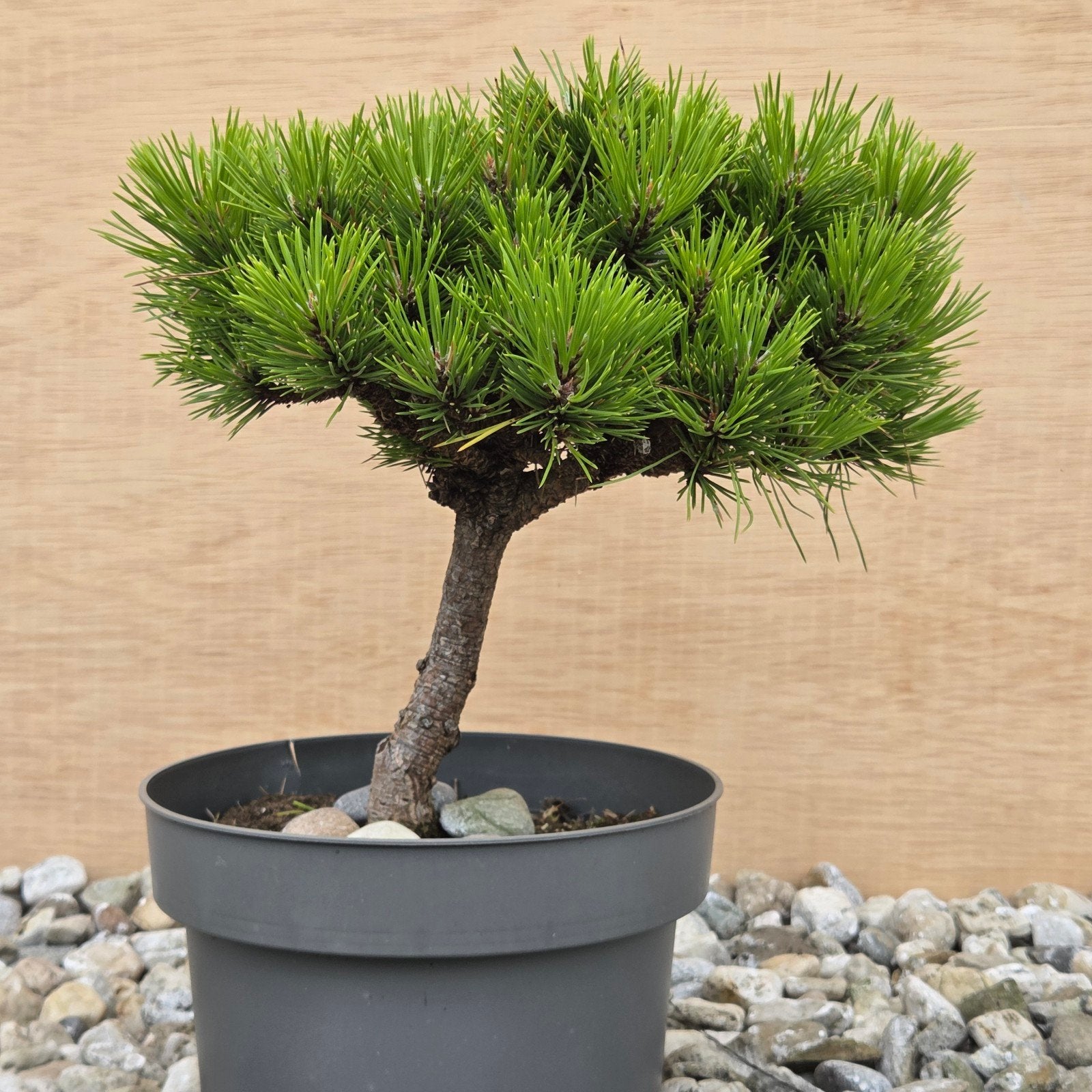 Dwergden Bonsai - Pinus Mugo Mops, Tuin en Terras, Overige soorten, Volle zon, Vaste plant, Ophalen of Verzenden