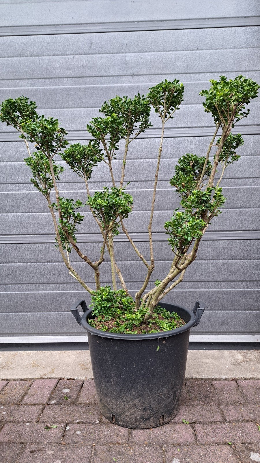 ilex bonsai pon pon potgekweekt ‼️, Ophalen