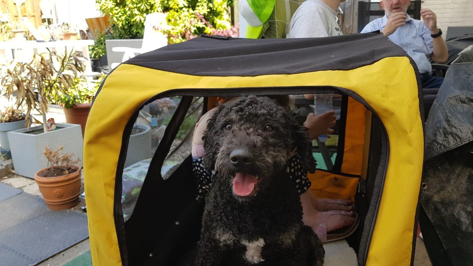 Hond gaat veilig mee op fietstocht, Ophalen, Minder dan 65 cm