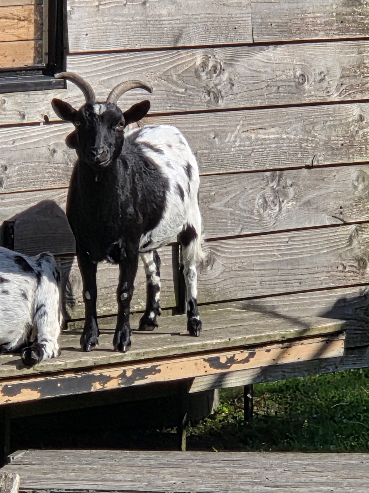Dwerggeiten met eventueel mooi hok, Meerdere dieren, Schaap