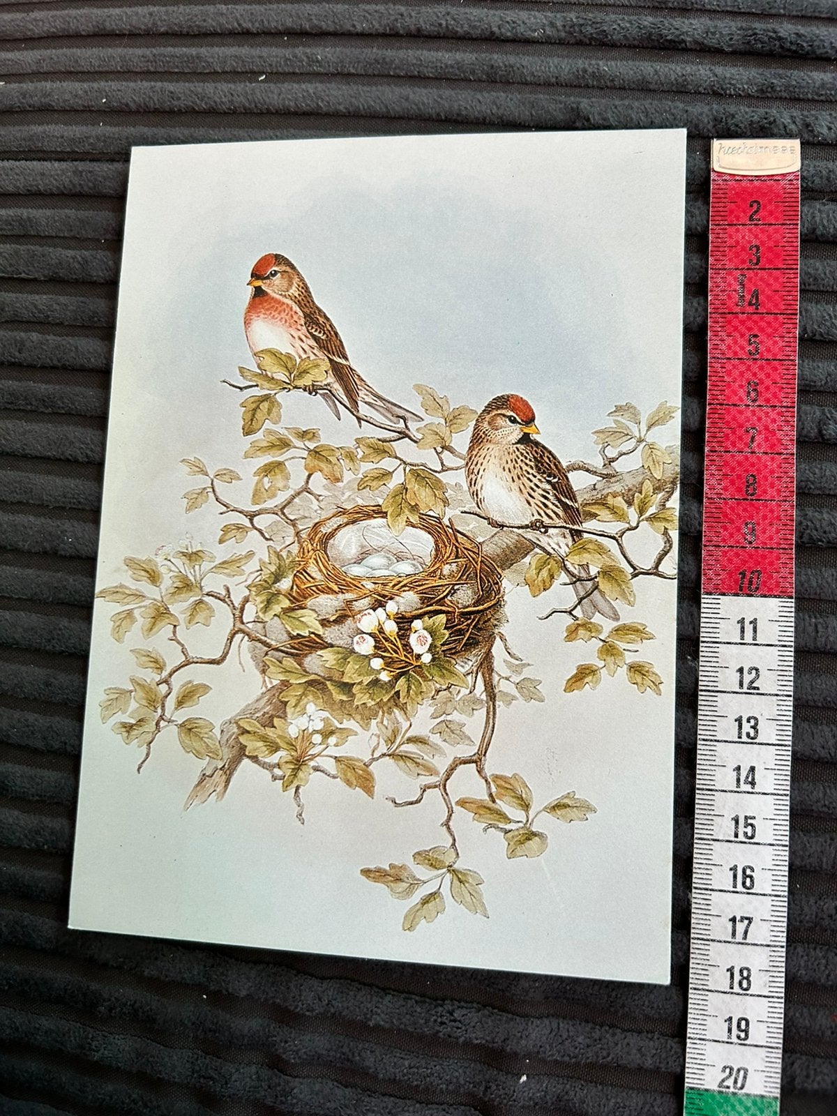 Wenskaart illustr Vogels op nest John Gould, Ophalen of Verzenden, Zo goed als nieuw