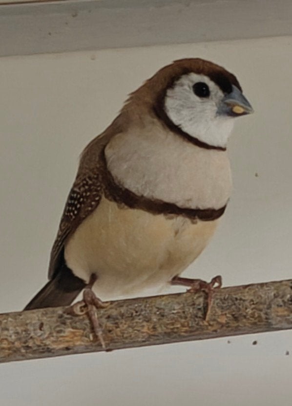 Bichenow astrilde bruin, Dieren en Toebehoren, Vogels | Overige Vogels, Meerdere dieren