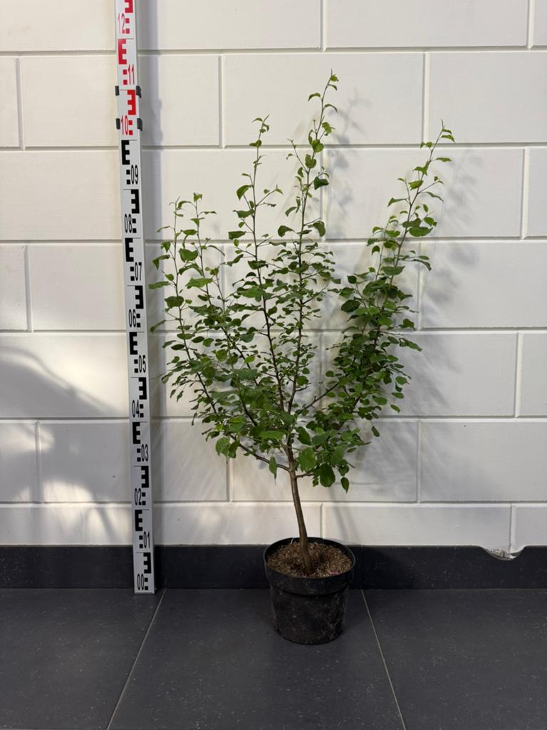 Wilde peer BIO (Pyrus pyraster) 100cm, Tuin en Terras, Planten | Fruitbomen, Minder dan 100 cm, Lente, Volle zon, Ophalen of Verzenden