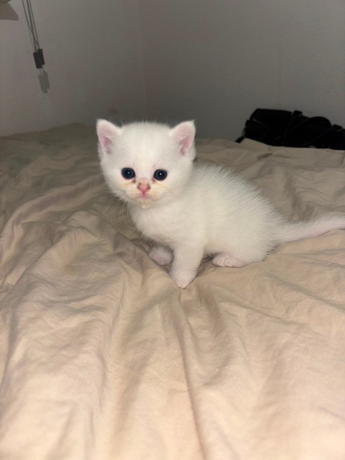 Britse korthaar kittens / perzische kitten LAATSTE 2, Meerdere dieren