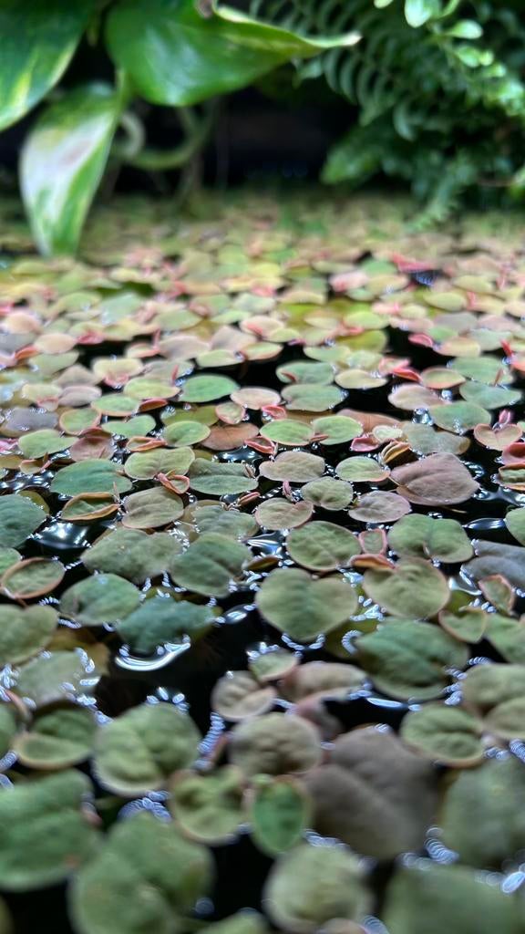 Phyllanthus Fluitans - Red Root Floaters, Ophalen, Nieuw, Plant(en), Steen of Hout